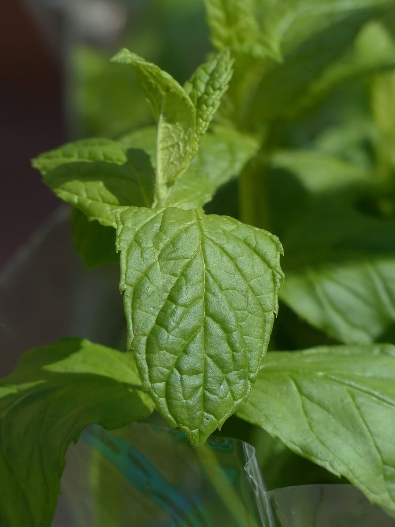 Mint